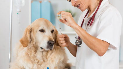 Veterinary placing a catheter via a Golden Retriever in the clinic