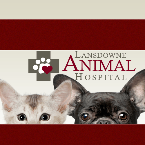 Vet Clinic serving Leesburg & Ashburn, VA | Animal Hospital