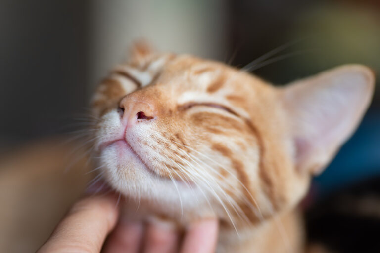 Cute Ways To Celebrate Happy Cat Month