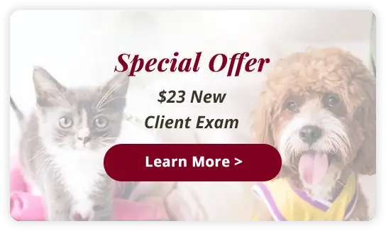 New Client Special Offer – $23 Nose-to-Tail exam