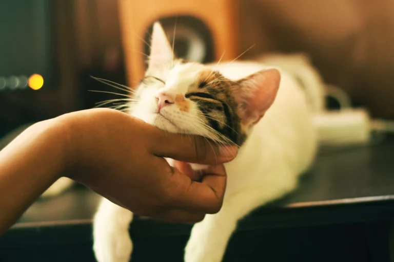 Purrfect Reasons To Adopt A Rescue Cat