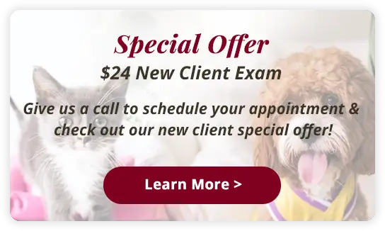 New Client Special Offer – $24 Nose-to-Tail exam