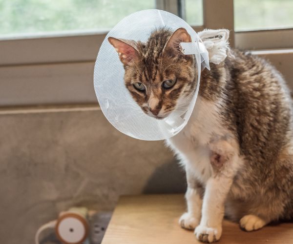 A cat wearing elizabethan collar