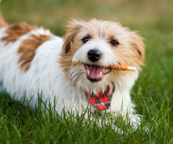 A dog chewing dental snack treat