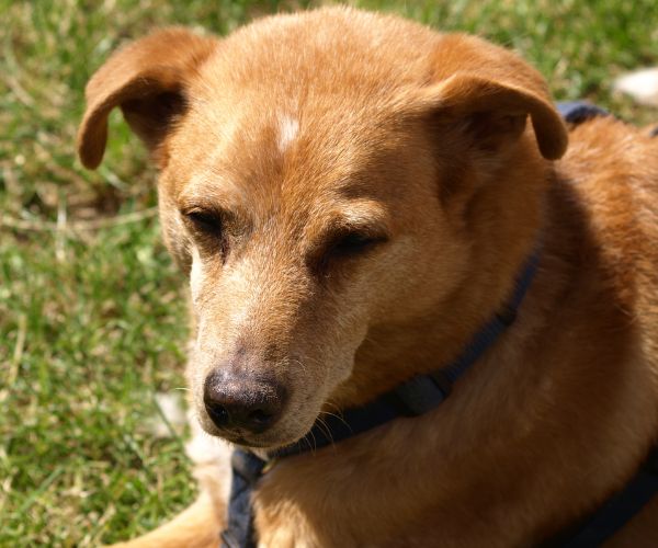 A dog lying on the grass