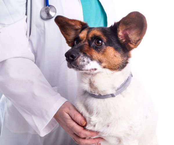 A dog with a veterinarian