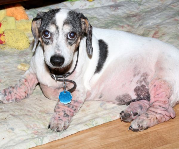 A dog with severe skin allergies