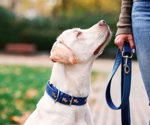 A person holding leash of dog