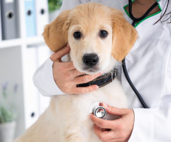 A vet examining a dog