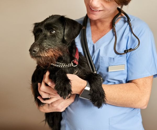 A vet holding a dog