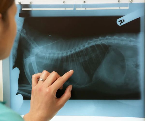 A vet pointing at x-ray