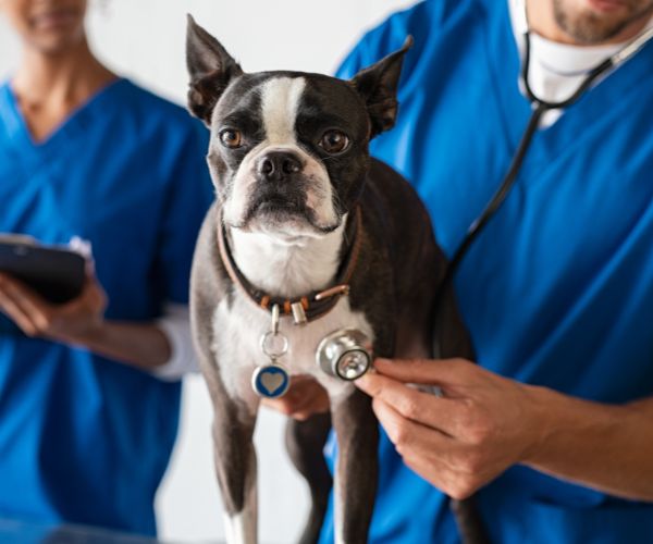 A veterinarian examining a dog