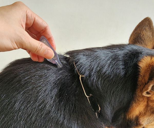 Applying product for parasites prevention on dogs