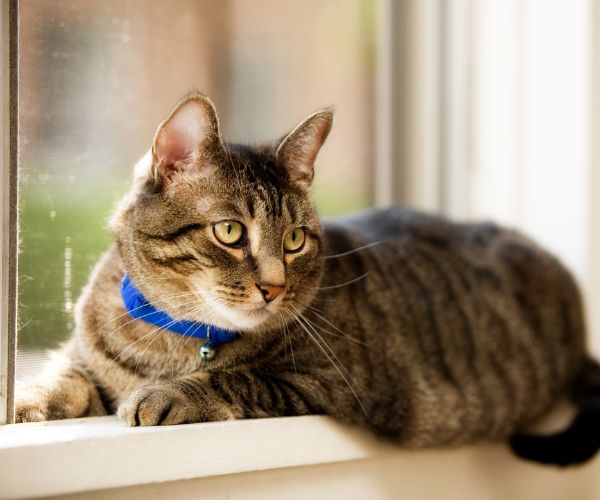 Cat is lying beside window