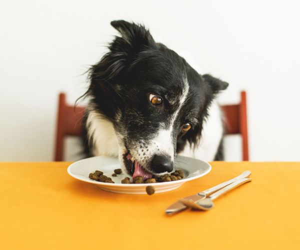 Dog Eating Granules of Pet Food