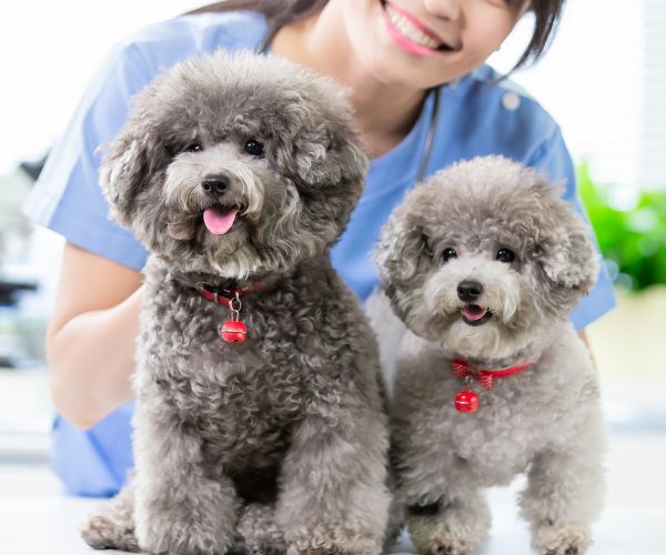 Dogs sitting on the table at vet clinic