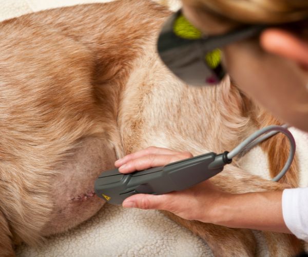 Laser Therapy Applied to Dog by Vet