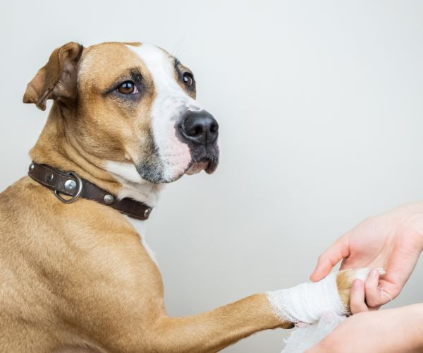 Vet Bandaging a Dog's Paw