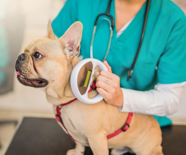 Vet scanning for microchip on french bulldog