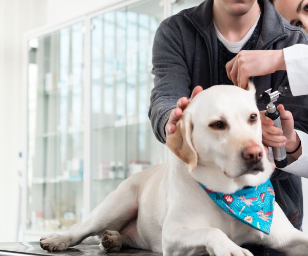 Veterinarian Examining Ear of Labrador