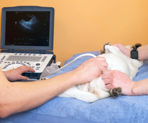 Vets Doing Ultrasound Examination to a Cat