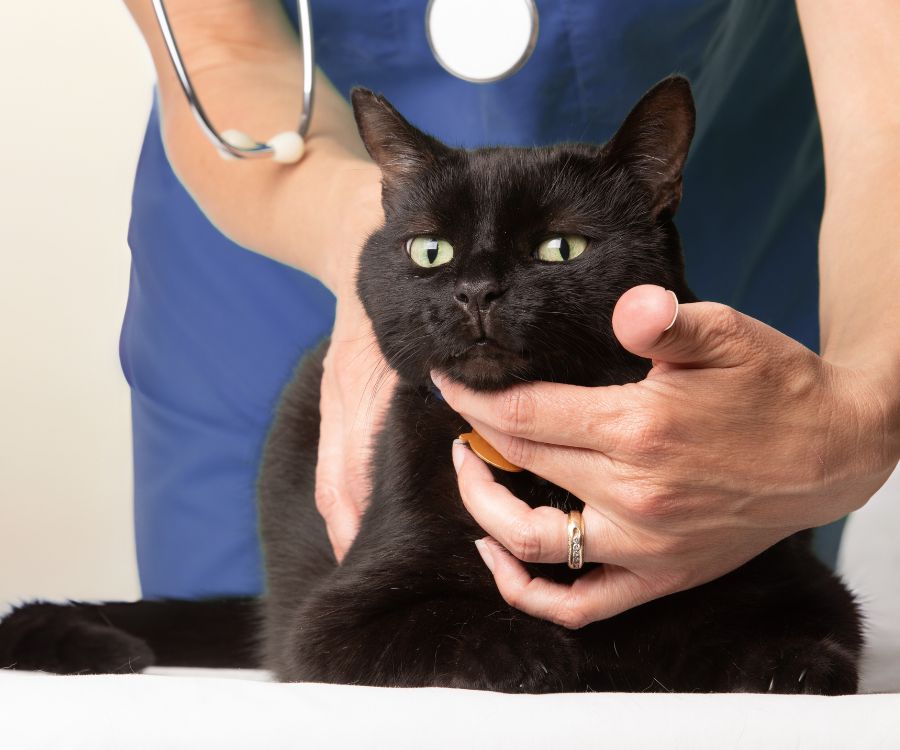 Cat getting examined by a veterinarian