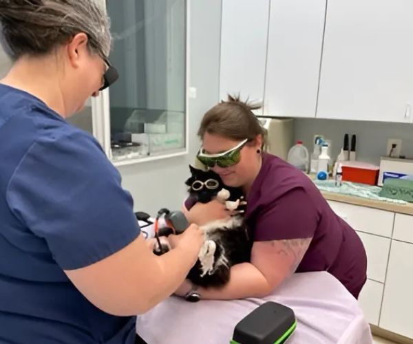 Veterinary staff performing Cold Laser Therapy on a cat