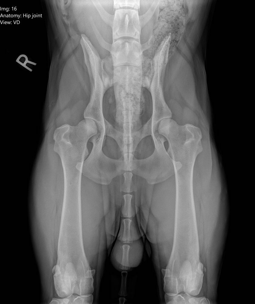 Dog hip joint X-ray