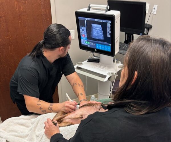 Veterinary staff performing an ultrasound on a dog