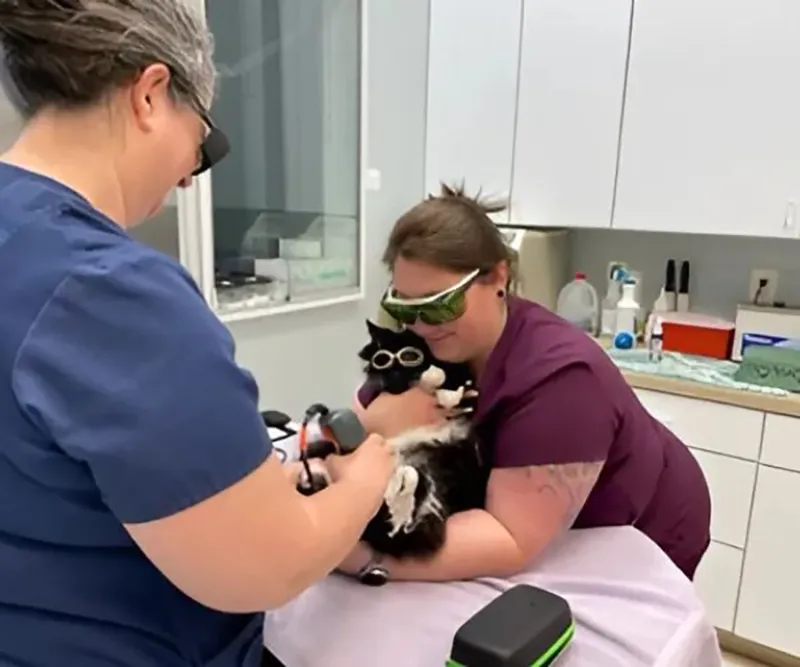 Two veterinary staff members using cold laser therapy on a cat wearing protective goggles