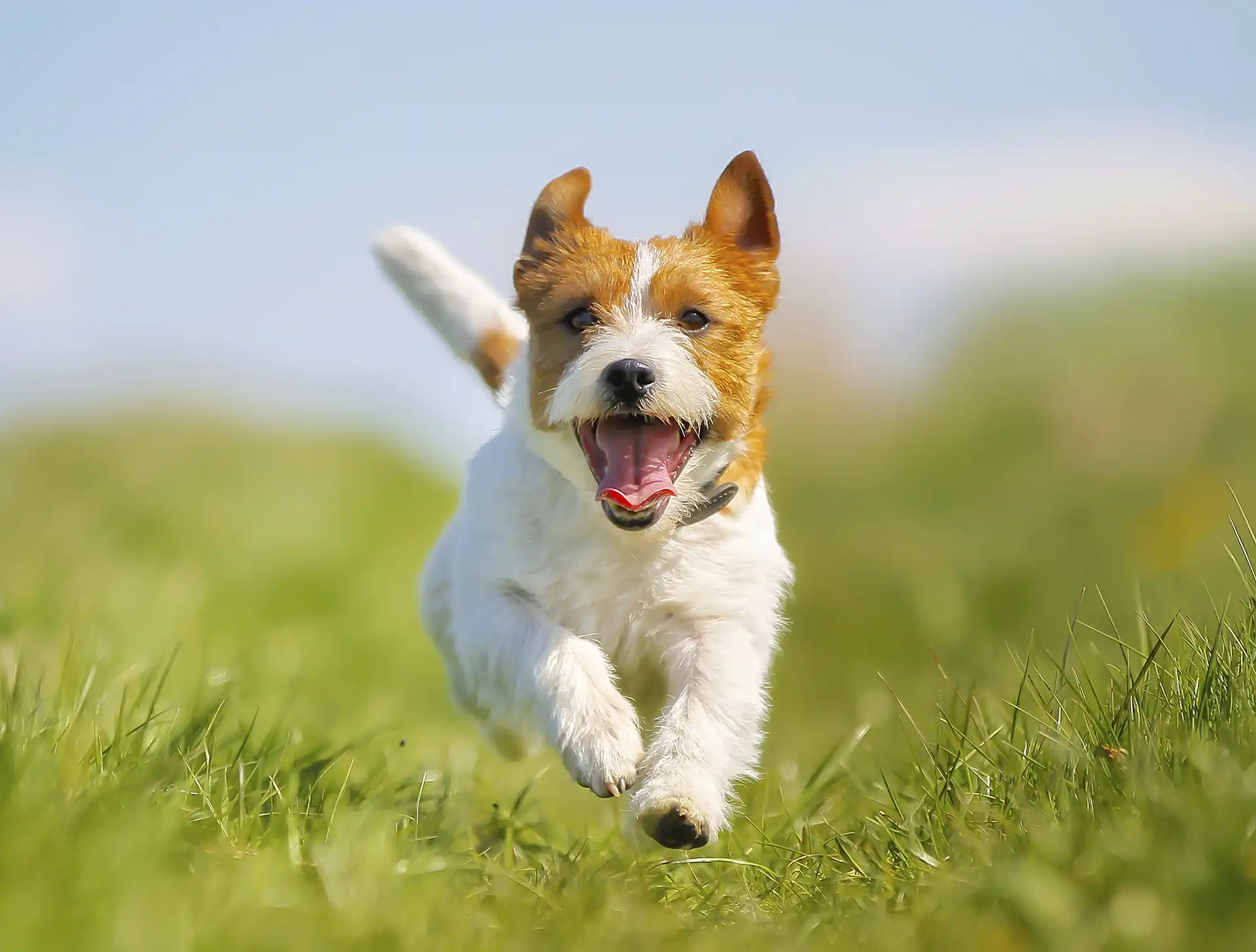 Dog running through field