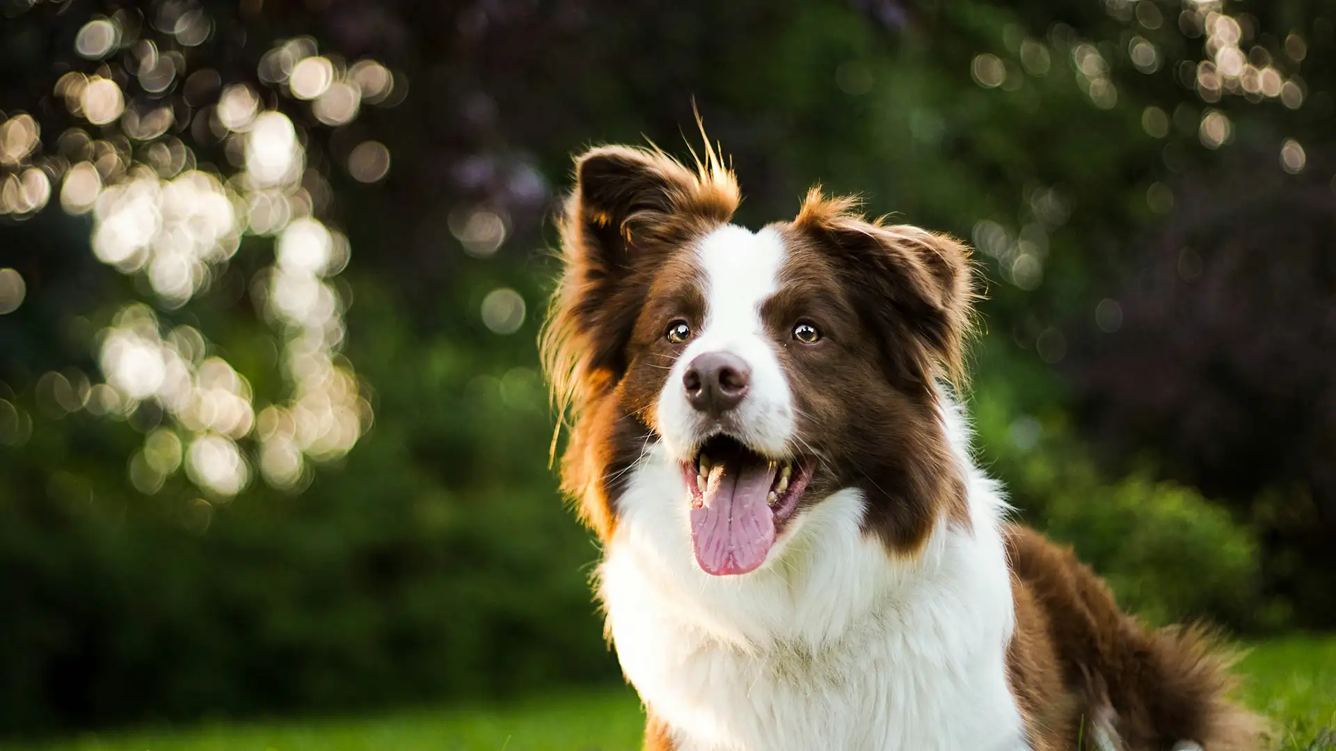 Fluffy dog panting in a field or yard