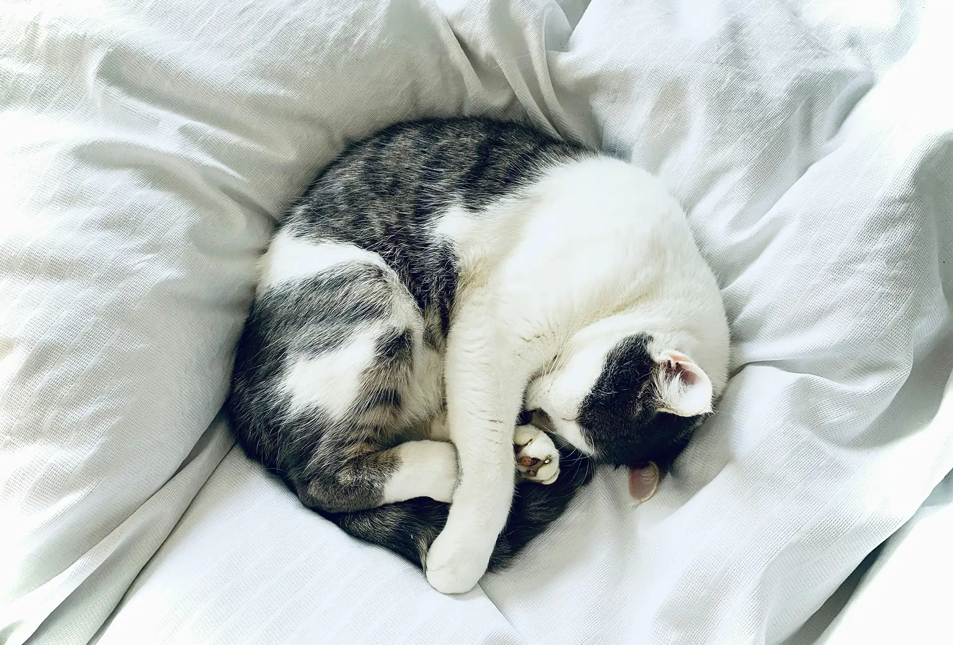 Cat curled up in a ball sleeping