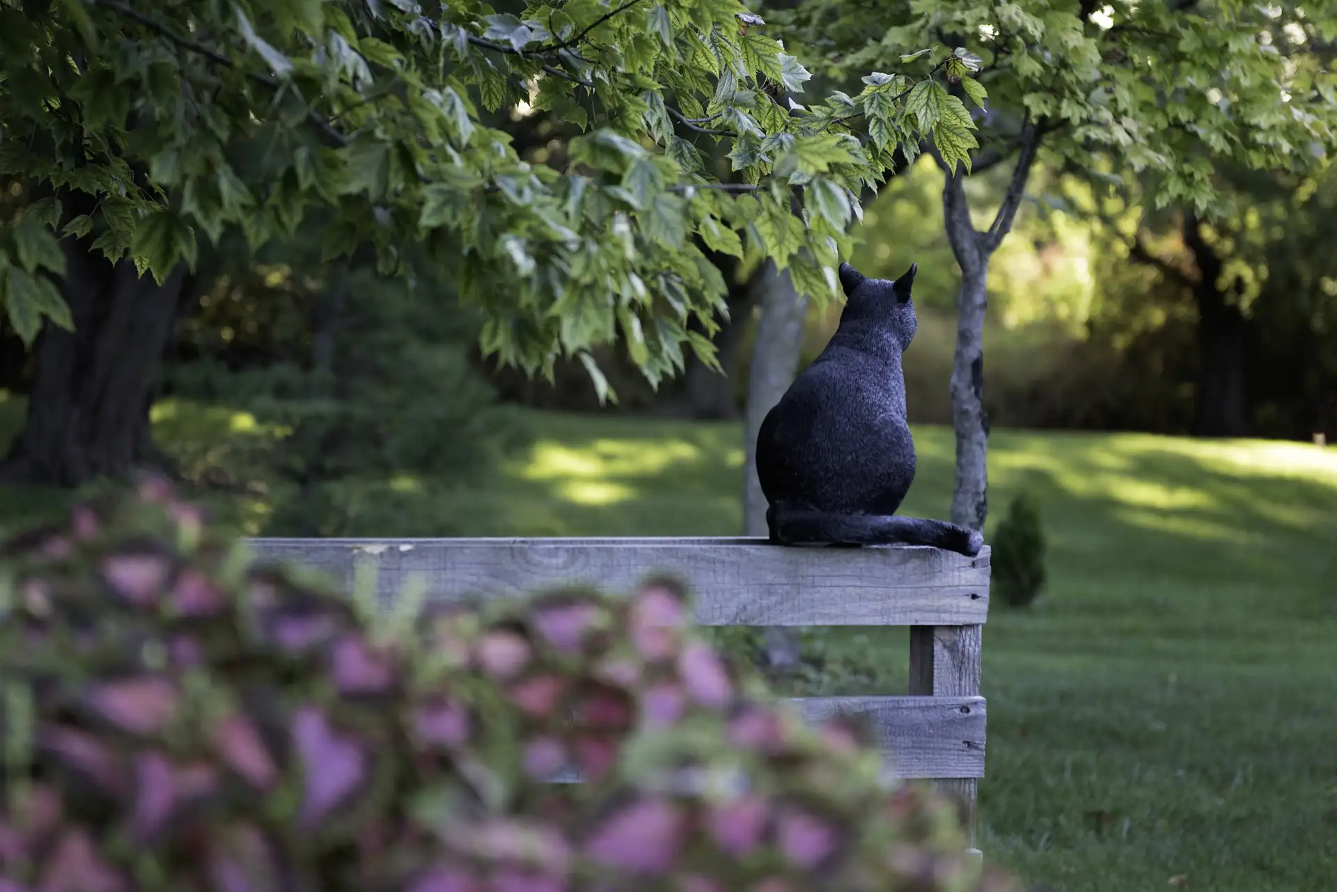 cat sitting on bench