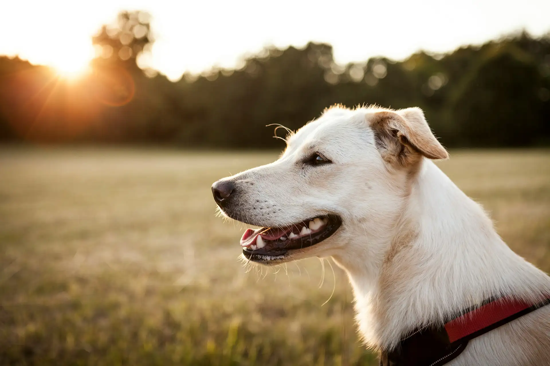 dog in field at sunset
