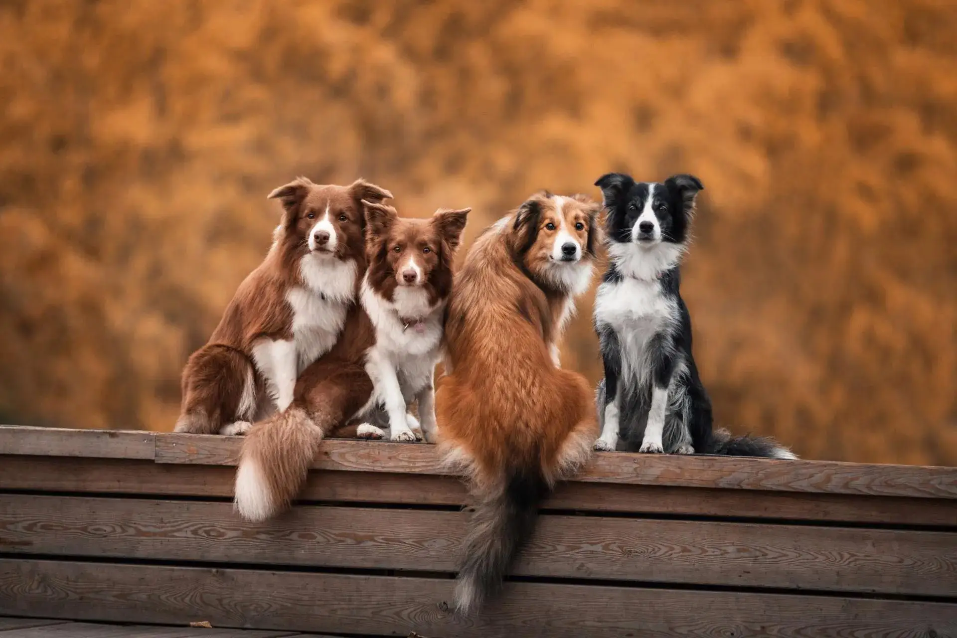 Group of dogs on a dock