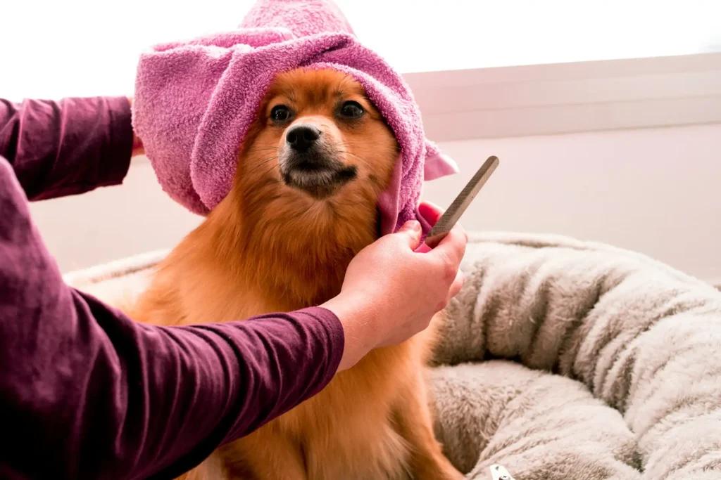 Fluffy red dog being groomed