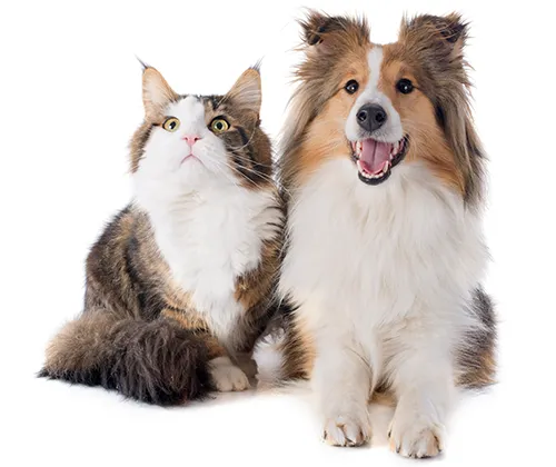 Dog and cat sitting together