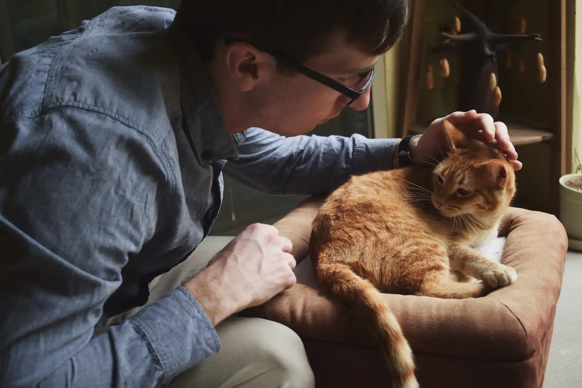 Vet examining orange cat