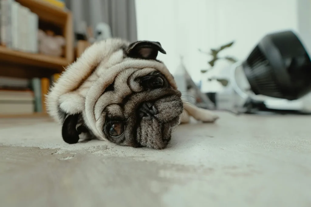 Pug on the floor