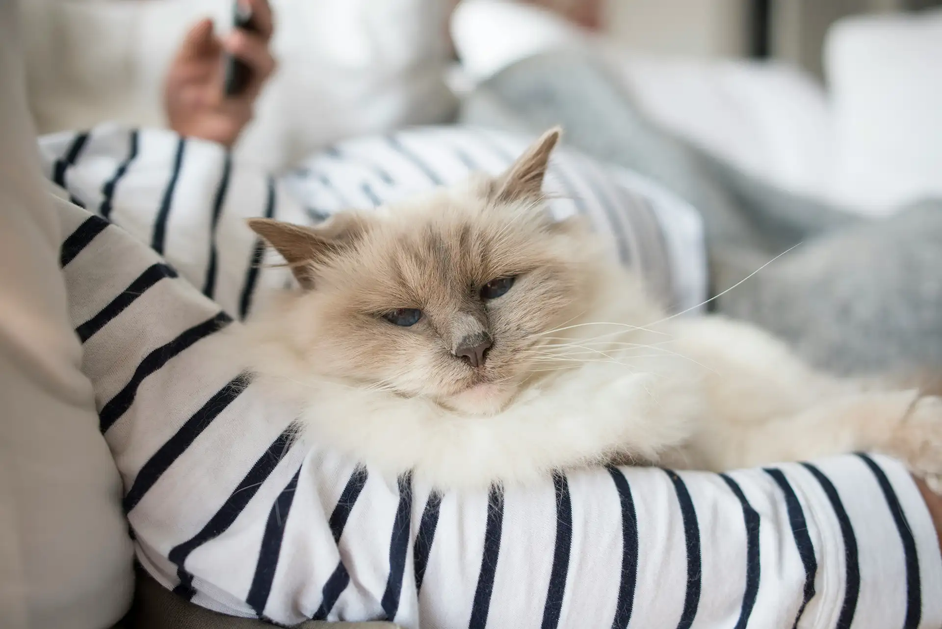 cat sleeping on striped pillow