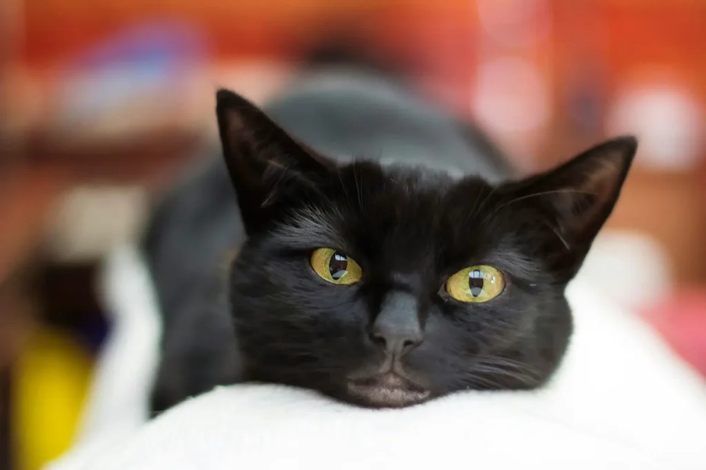 black cat on a white couch