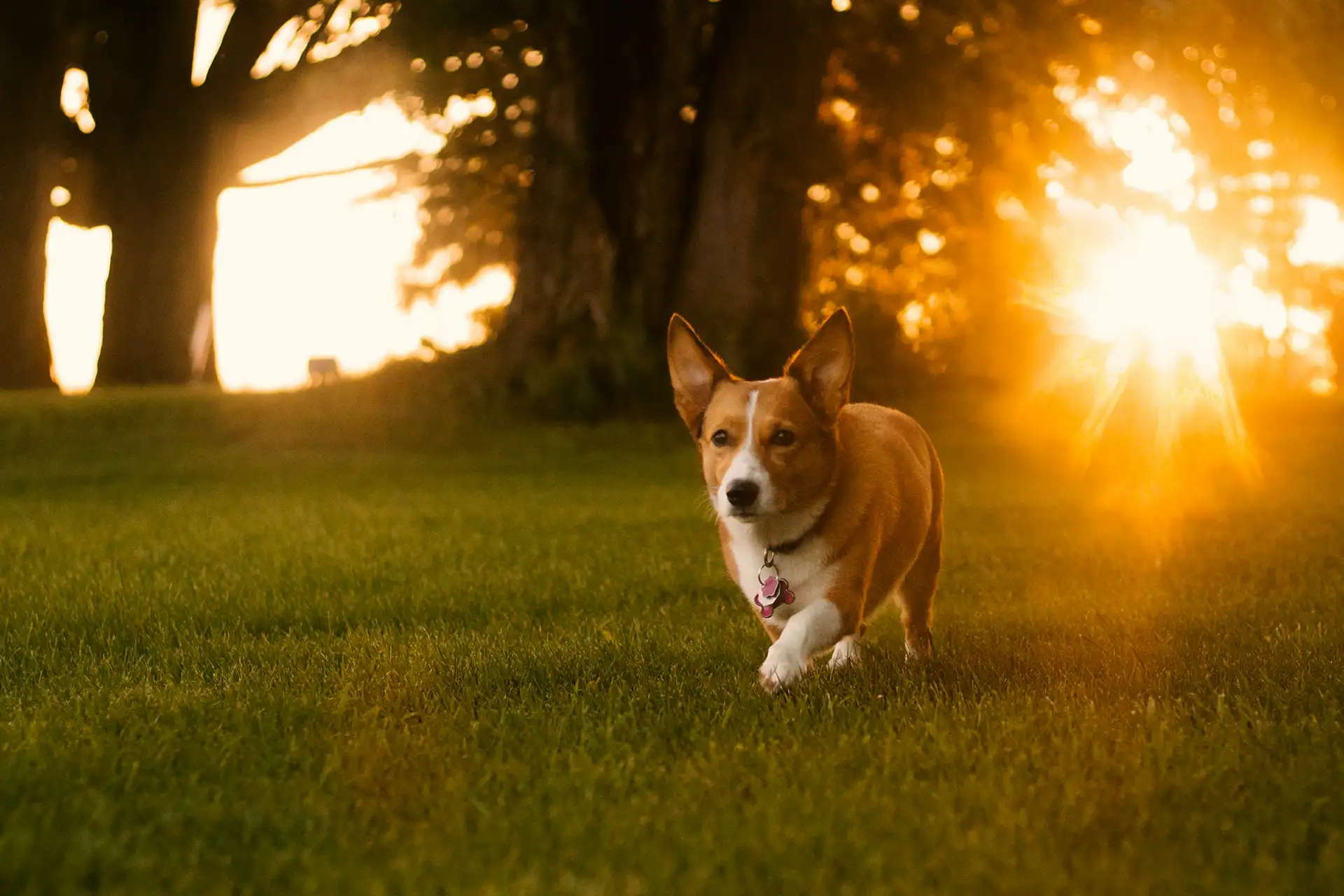 Corgi trotting over field at sunset