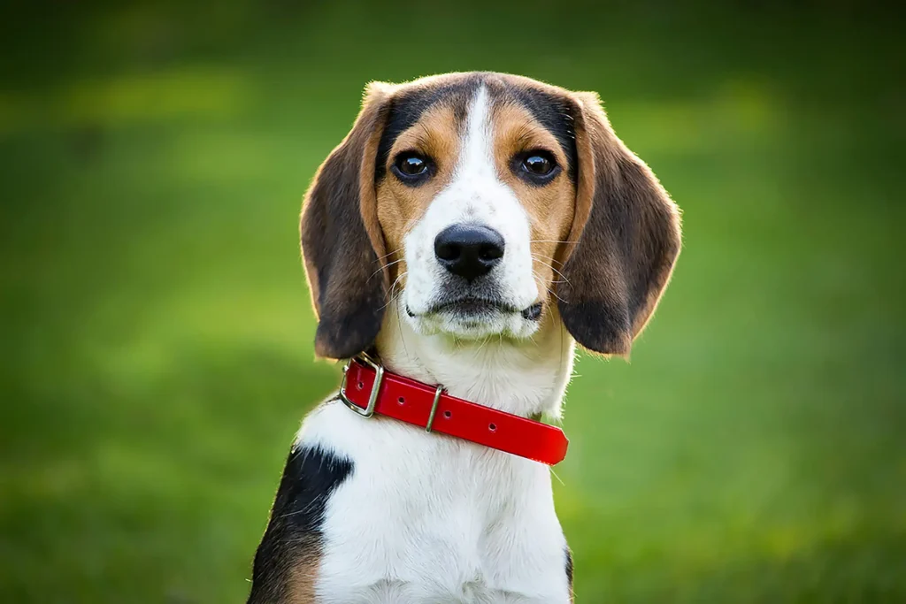 Close up of hound with red collar