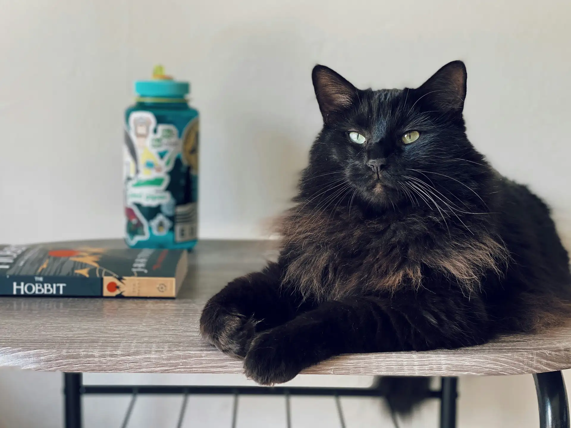 Fluffy cat on table