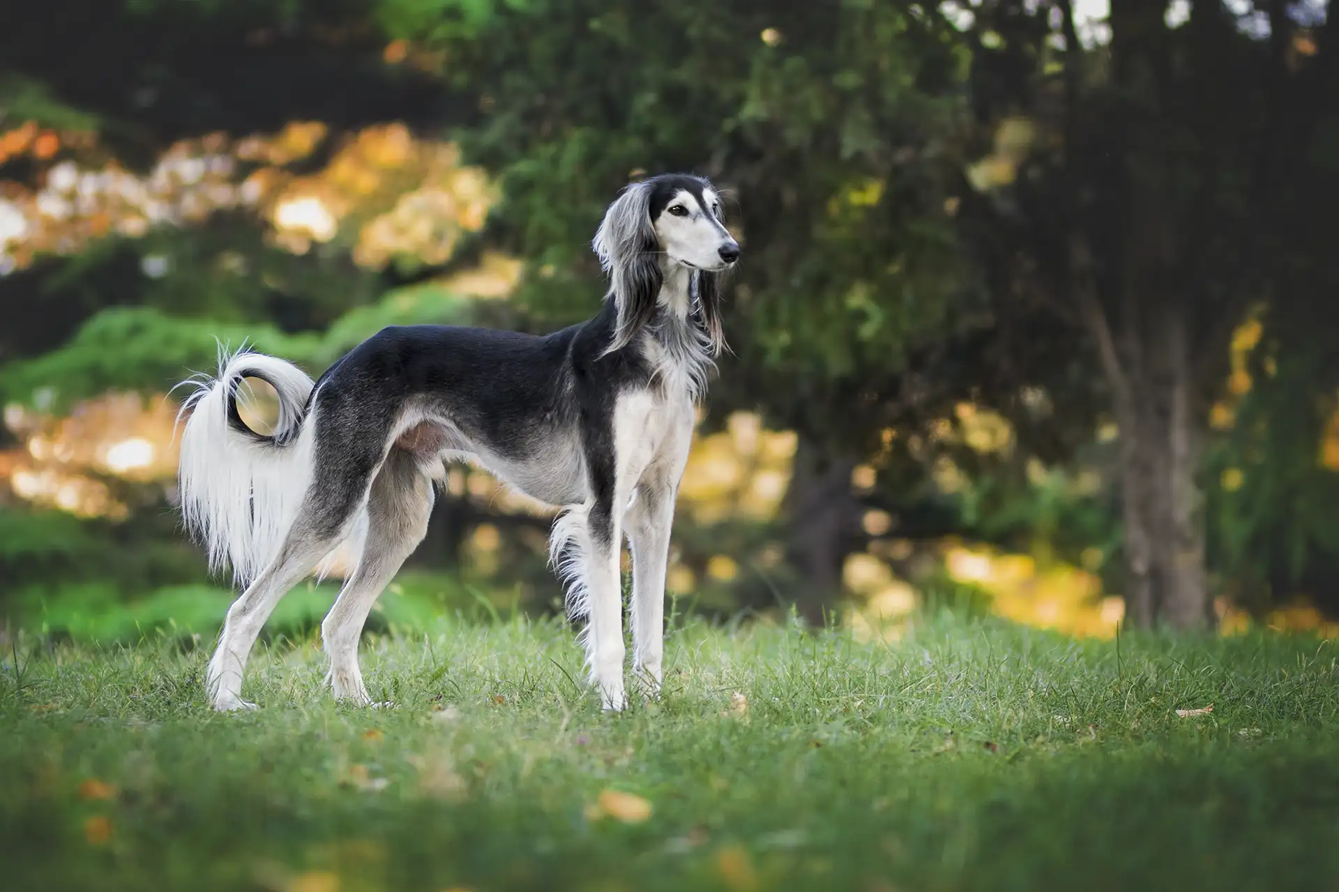 Grey and white dog on lawn