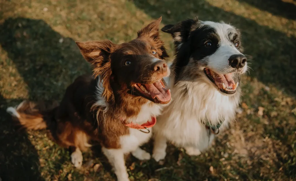 Two happy dogs looking up at the camera