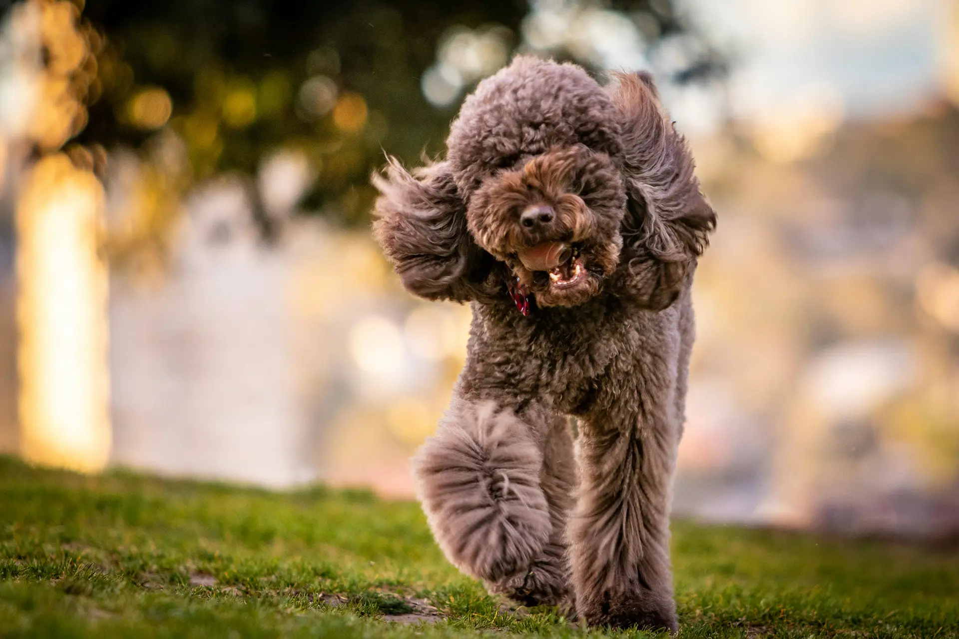 Fluffy gray dog running towards camera