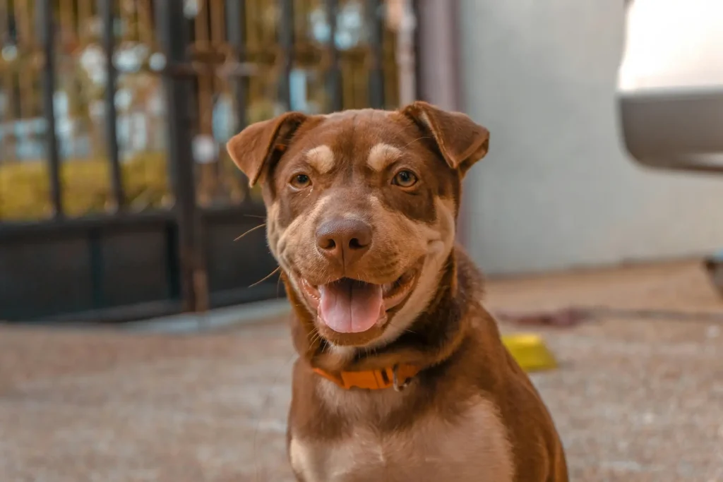 Brown dog panting