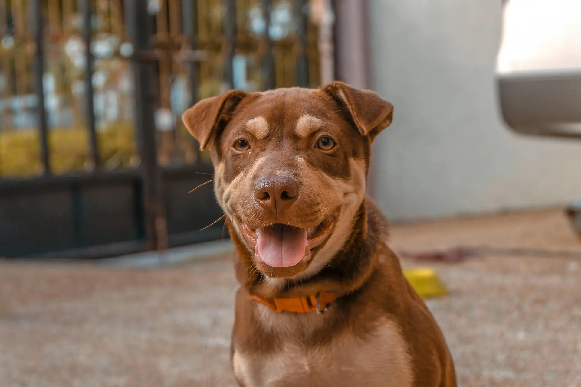 Brown dog panting